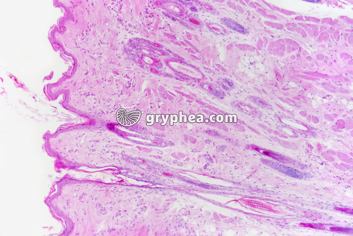 Peau de Mammifère avec poils en CL x25 - gryphea.com